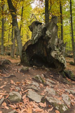 kestane ormanında sonbahar