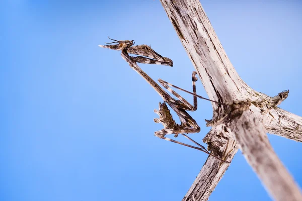 Conehead mantis (Empusa pennata) and blue sky — Stock Photo, Image