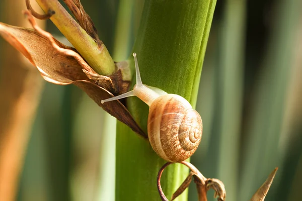 Snail on a green branch — Stock Photo, Image