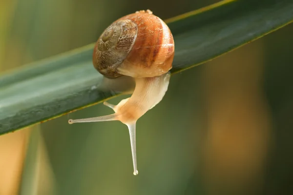Snail on a green branch — Stock Photo, Image