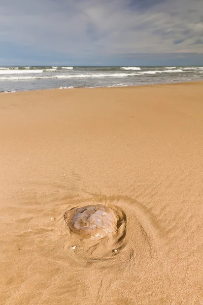 Praia com uma medusa em primeiro plano — Fotografia de Stock