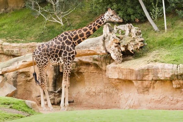 Молодой жираф стоит — стоковое фото