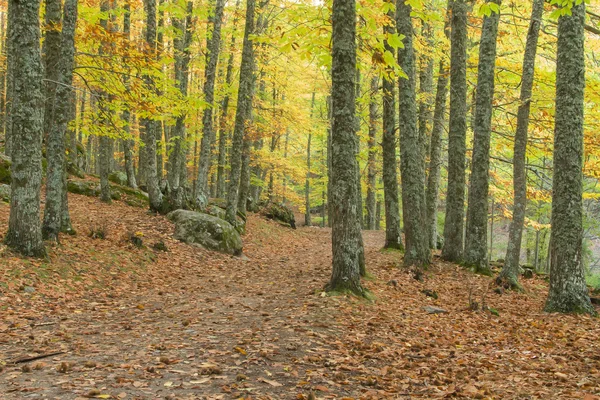 Kestane ormanında sonbahar — Stok fotoğraf