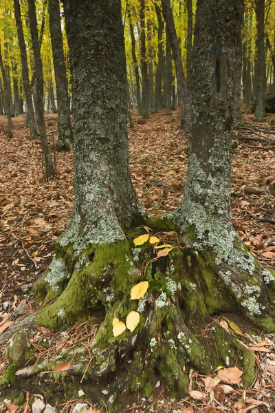 Floresta de castanha no outono — Fotografia de Stock