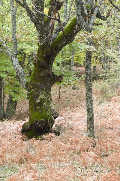板栗林的秋天 — 图库照片