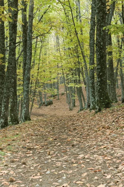 Forêt de châtaigniers en automne — Photo