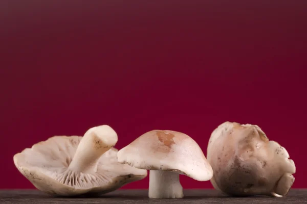 Pilze auf rotem Hintergrund — Stockfoto