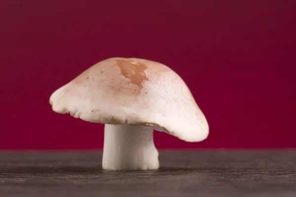 Mushroom on red background — Stock Photo, Image