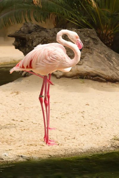 Dwa flamingi — Zdjęcie stockowe