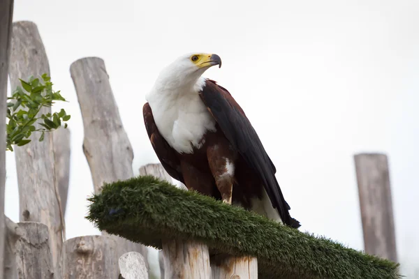 American Bald Eagle wildlife — Stock Photo, Image