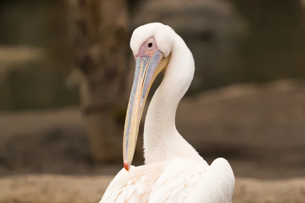 Zblízka pelikán — Stock fotografie