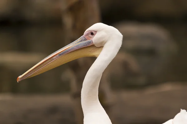 Close up of pelican — Stock Photo, Image