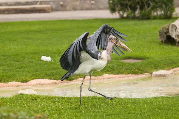 Marabu africano — Fotografia de Stock