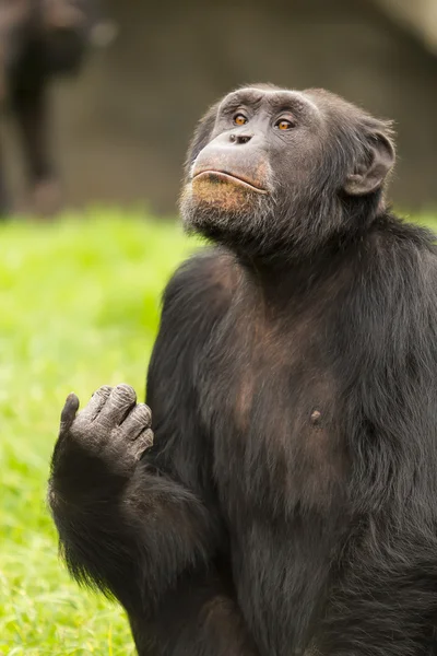 Retrato de un chimpancé — Foto de Stock