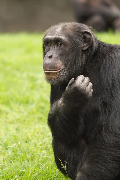 Retrato de un chimpancé — Foto de Stock