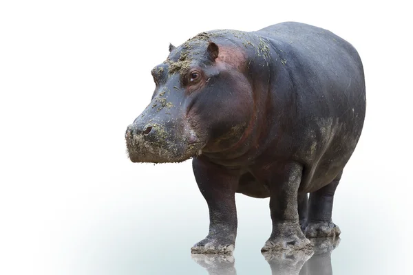 Hippo on white background — Stock Photo, Image