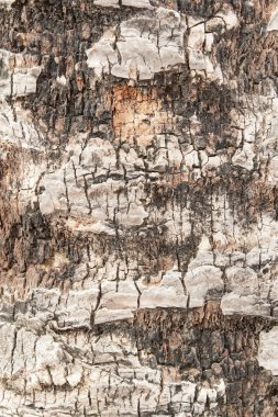 Texture of wood from a tree