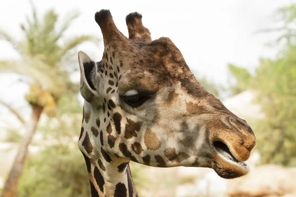 Porträtt av en giraff. bara huvudet. — Stockfoto