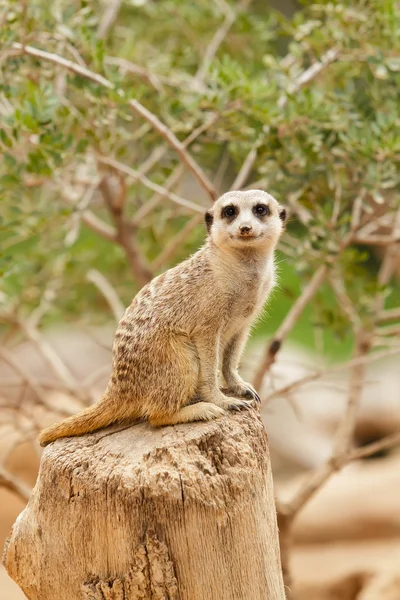 Meerkat는 카메라를 보고 — 스톡 사진