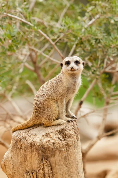 Meerkat olhando para a câmera — Fotografia de Stock