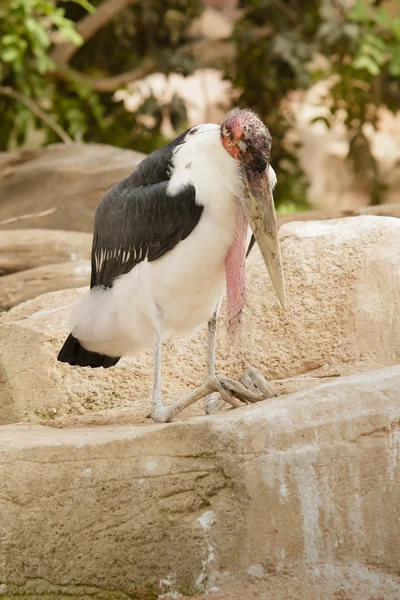 African marabu propped on his elbows — Stock Photo, Image