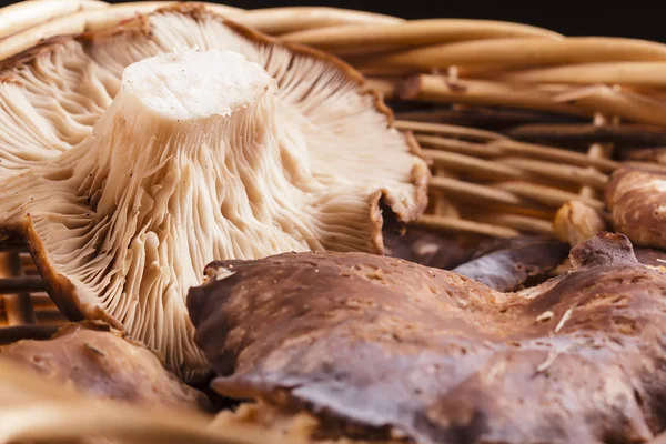 Oyster mushrooms in a wicker basket — Stock Photo, Image