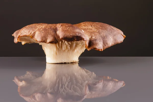 Oyster mushroom with his own reflection — Stock Photo, Image