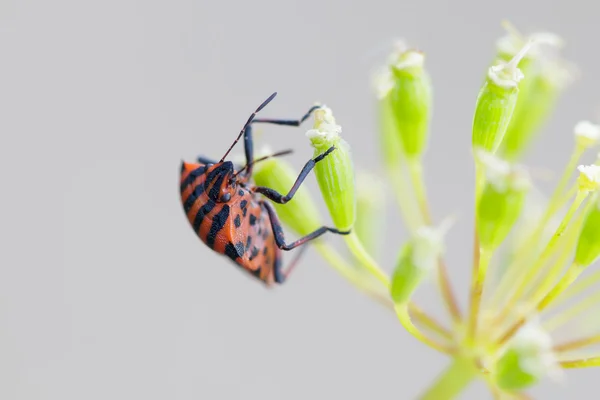Roter und schwarzer Käfer auf einer gelben Blume — Stockfoto