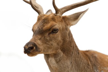 genç bir kova portresi