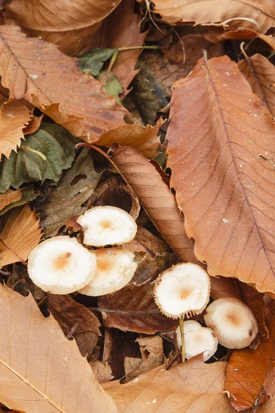 Funghi in un bosco di castagni — Foto Stock