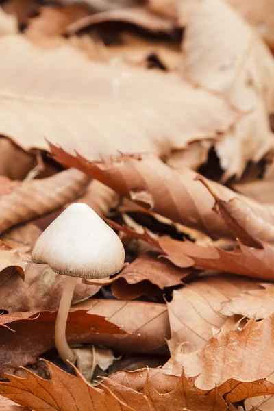 Mushrooms in a chestnut forest — Stock Photo, Image