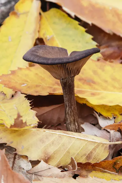 栗树林中的蘑菇 — 图库照片