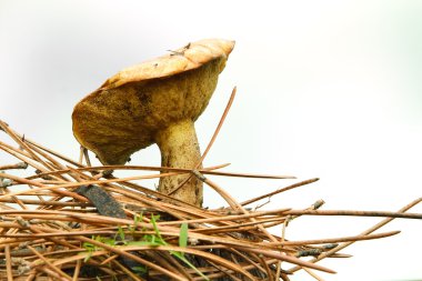 Yenilebilir mantar (Boletus)