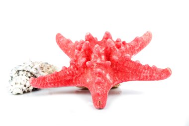 kabukları ve beyaz zemin üzerine deniz yıldızı