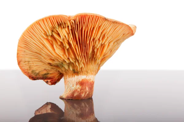 Pine mushroom — Stock Photo, Image