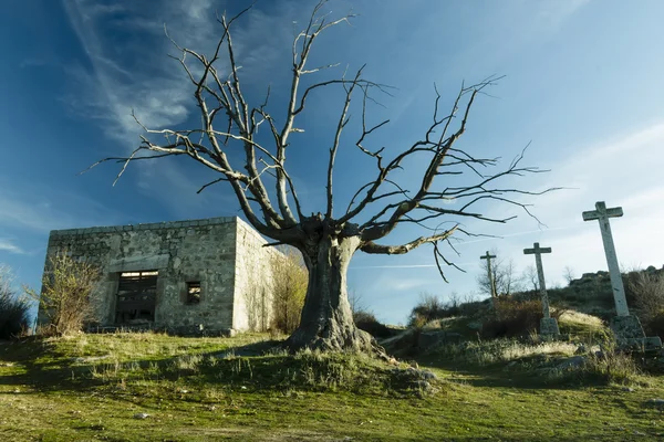 Dry tree next to an ordeal — Stock Photo, Image