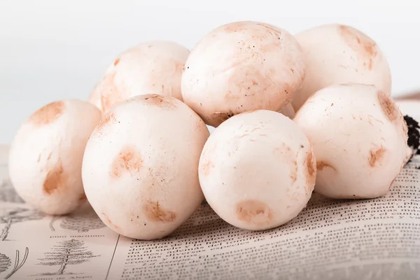 Group of mushrooms — Stock Photo, Image