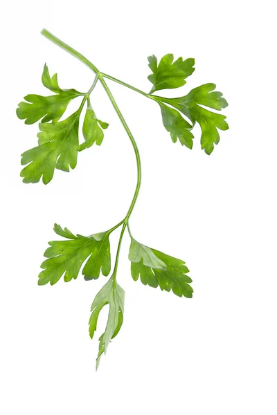 Sprig of parsley on white background — Stock Photo, Image