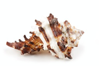 Beyaz arkaplanda deniz kabuğu