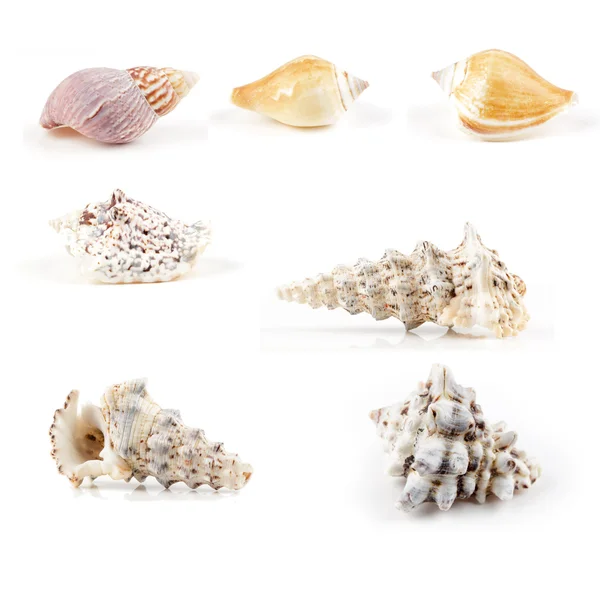 Collection of sea shells — Stock Photo, Image