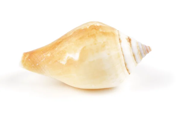 Seashell on white background — Stock Photo, Image