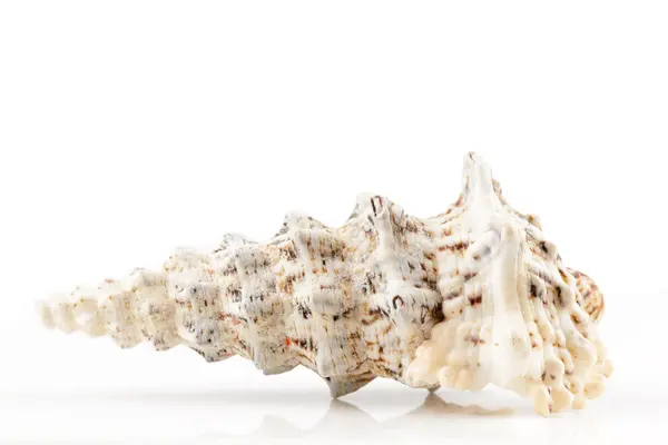 Concha de mar sobre fondo blanco — Foto de Stock
