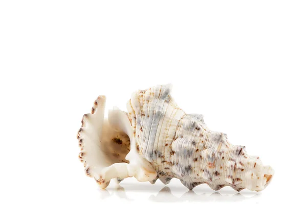 Concha de mar sobre fondo blanco —  Fotos de Stock