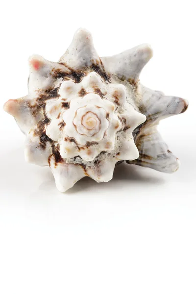 Seashell na bílém pozadí — Stock fotografie