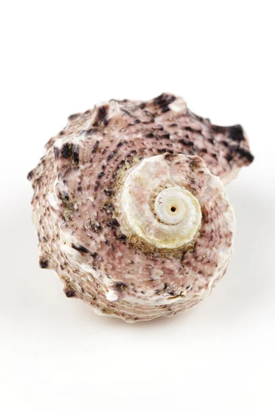 Beyaz arkaplanda deniz kabuğu — Stok fotoğraf