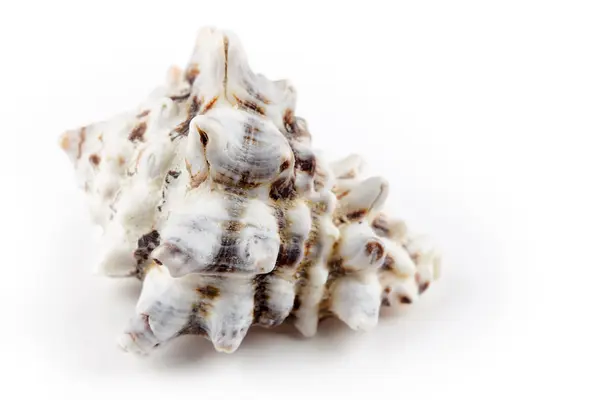 Seashell σε λευκό φόντο — Φωτογραφία Αρχείου