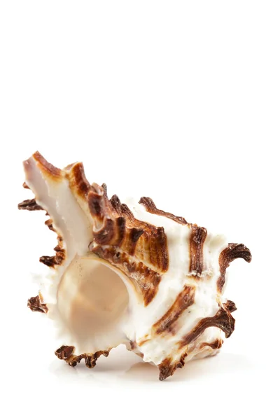 Seashell on white background — Stock Photo, Image