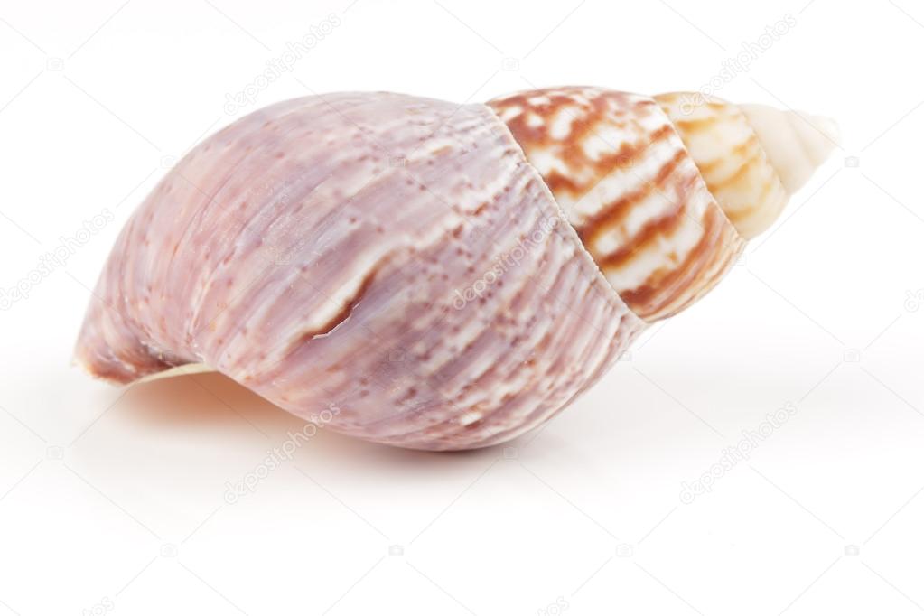 Seashell on white background