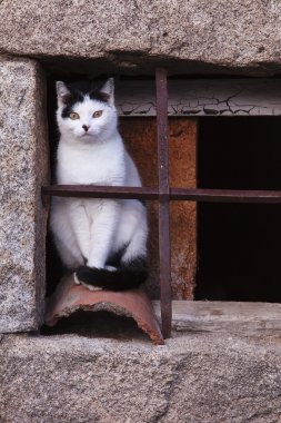 eski bir pencerede yolunu yitirmek kedi