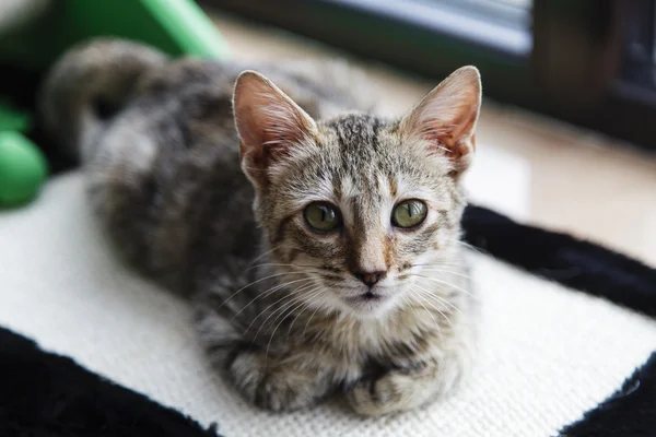 Retrato de un joven gato tabby —  Fotos de Stock